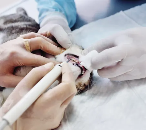 Cat laying on an exam table getting it's teeth cleaned by doctors